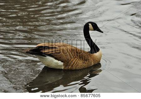 Canada Goose
