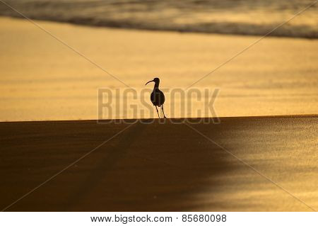 Sandpiper Sunrise