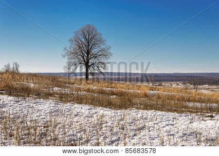 Early spring, thawing snow in the field with a lonely tree in blue sky