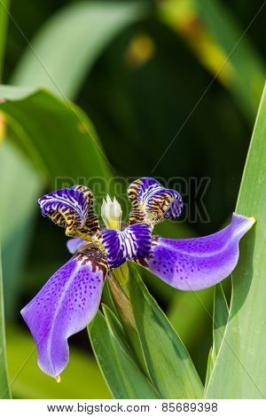 Walking Iris On Nature Background