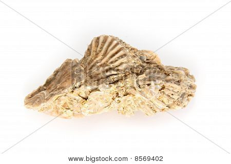 Jurassic Shell klynge