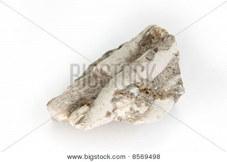 Coral - Lithostrotion