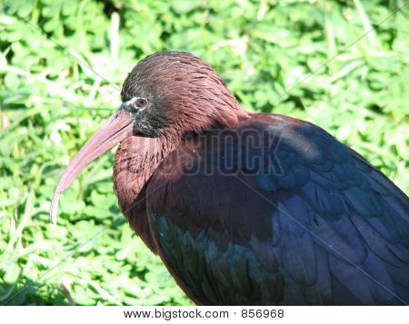 glossy ibis