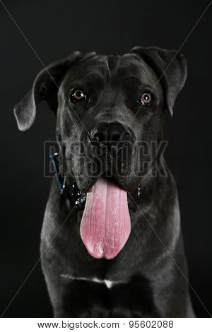 Cane corso italiano dog on black background