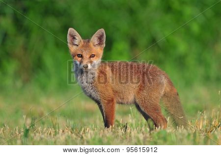 Red Fox Cub