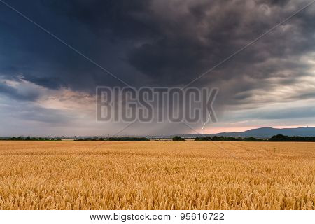 Thunderstorm Over A Wheat Field