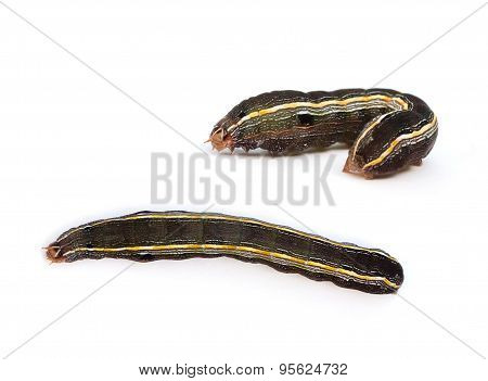 Yellowstriped Armyworm Caterpillar