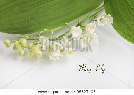 May Lilly