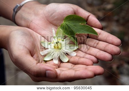 Hands Holding Passion Fruit Flower