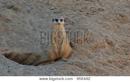Un suricato solitario