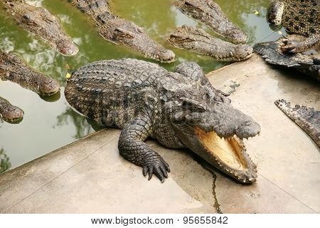 Group Of Crocodiles Crawling From Water To The Shore In Search Of Prey