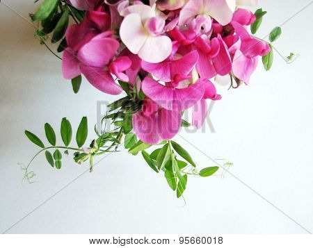 Pink sweet pea