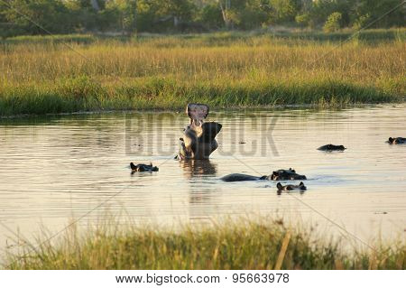 Hippos In Botswana