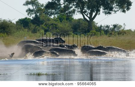 Hippos In Botswana