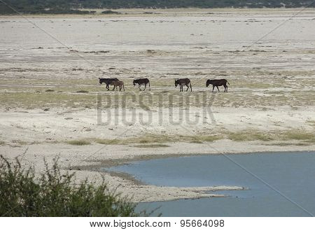 Donkeys At Makgadikgadi Pan