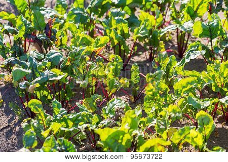 Young Beetroots Growing In Ecological Garden