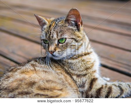 Cat lying on o wood brigh colours