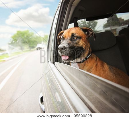 a boxer pit bull mix dog riding in a car with her head out of the window