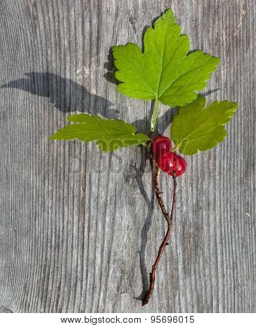 Wild Redcurrant