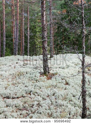 Reindeer Moss