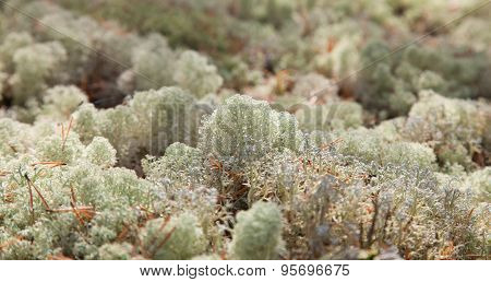 Reindeer Moss