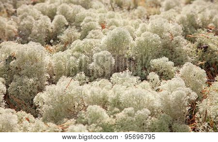 Reindeer Moss