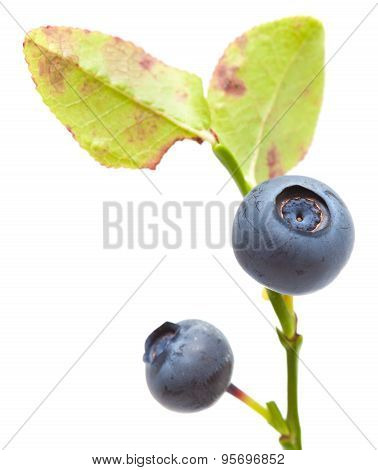Bilberry Isolated