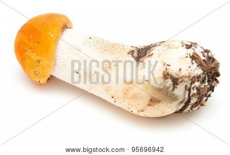 Redcap Mushroom