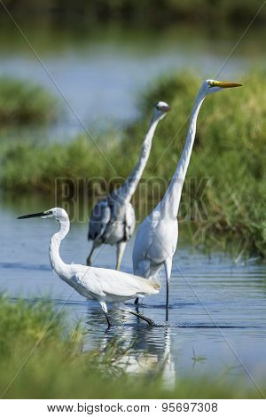 Little Egret Great Egret And Grey Heron In Pottuvil, Sri Lanka