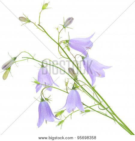 Campanula