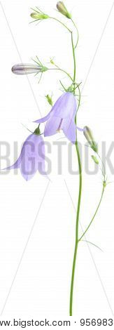 Campanula