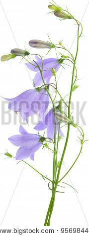 Campanula