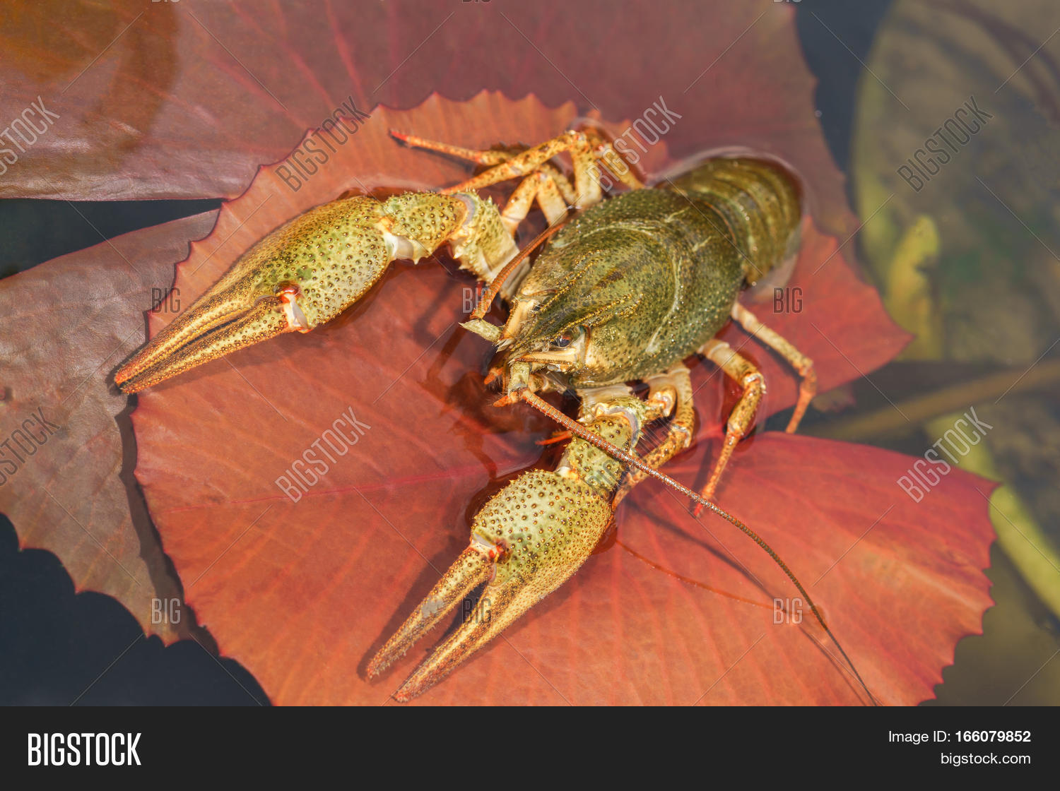 Shirokopalyj Crayfish Image & Photo (Free Trial) Bigstock