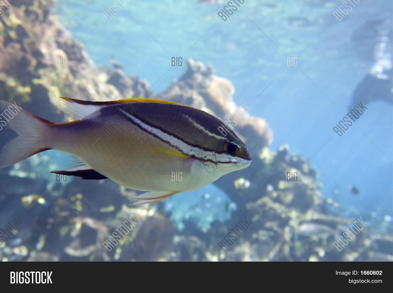 Image Preview