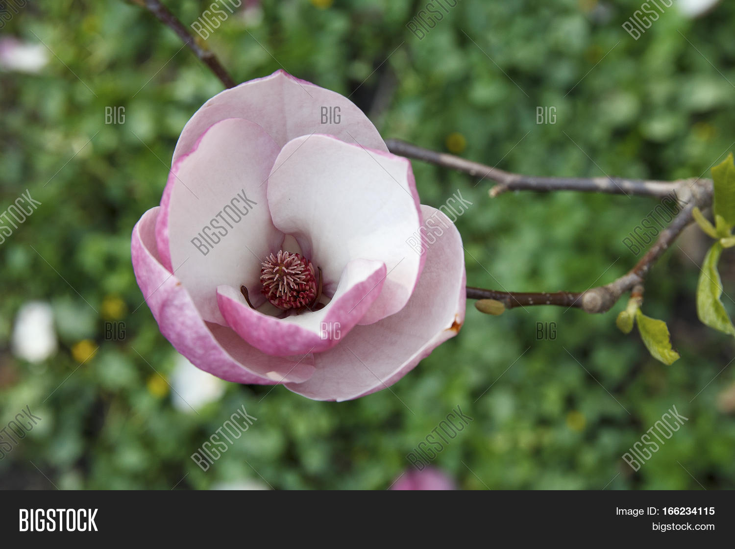 Image Preview