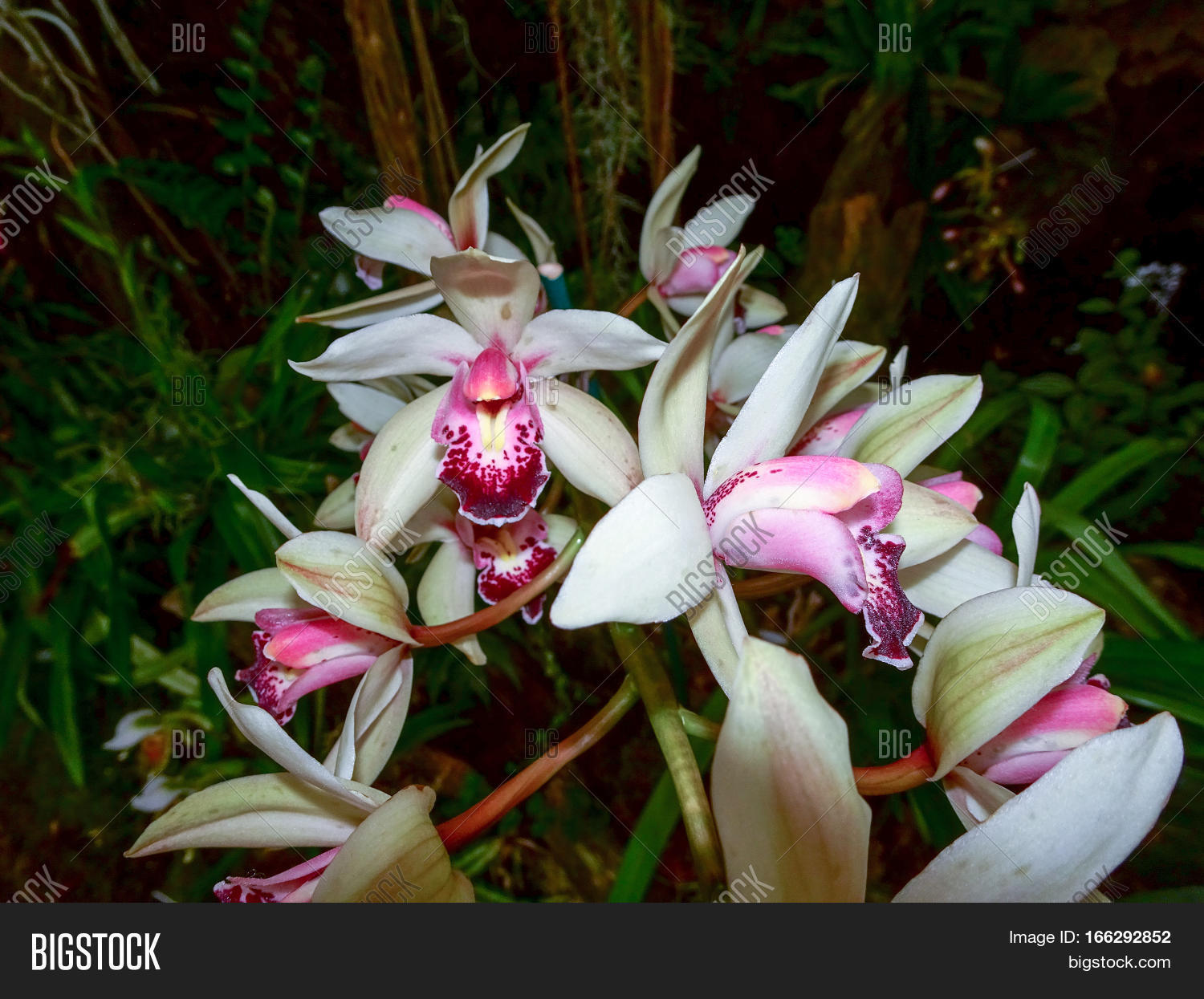 Cattleya Trianae Image Photo Free Trial Bigstock