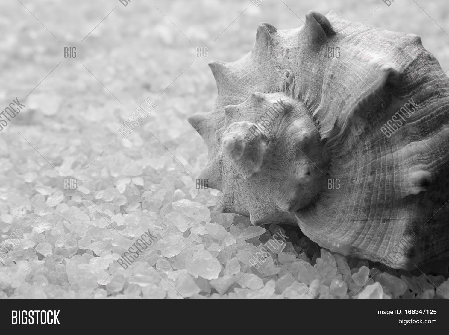 Sea Salt Crystals Image & Photo (Free Trial) Bigstock