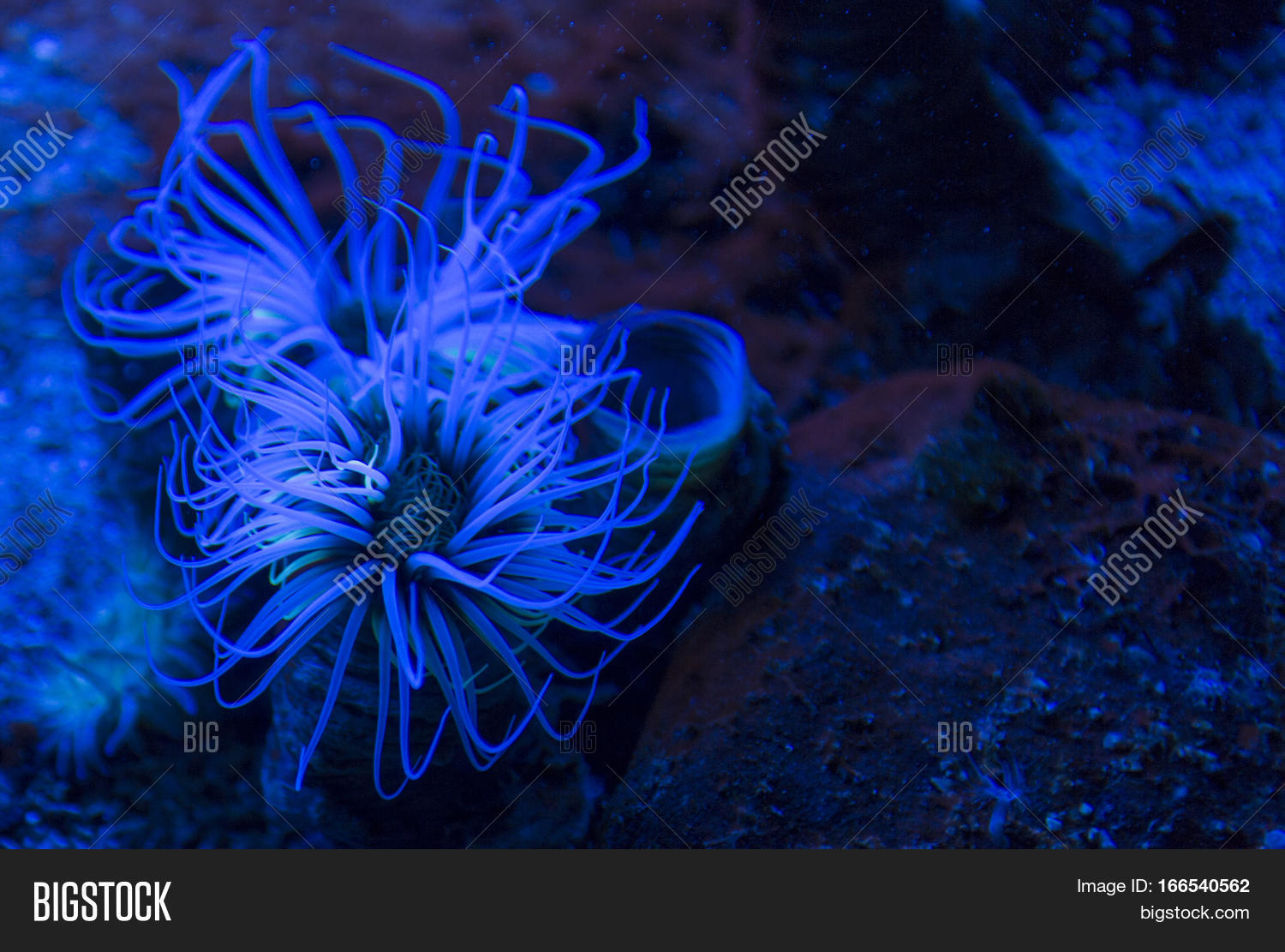 Coloured Tube Anemone Image & Photo (Free Trial) | Bigstock