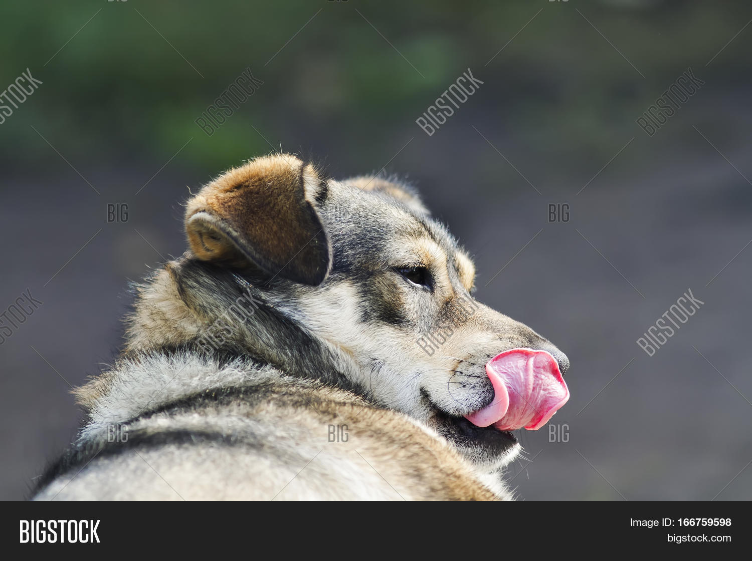 Image Preview