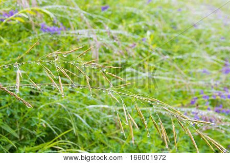 Rain drops on grass wildflowers meadow nature background.