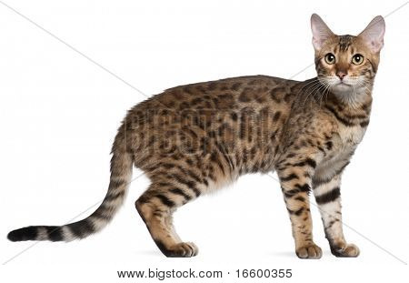 Bengal cat, 7 months old, standing in front of white background