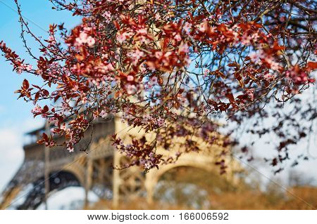 Pink Cherry Blossom Flowers In Full Bloom And The Eiffel Tower
