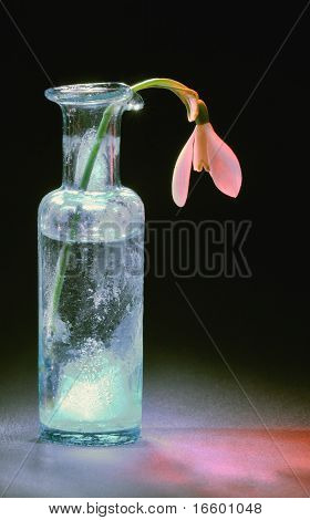 Galanthus Nivalis; Společná sněženek