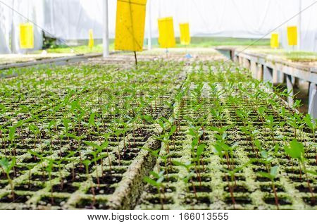 Sprout of coffee tree young leafleaves of arabica coffee tree nursery plantationof farm Coffee Northern Thailand