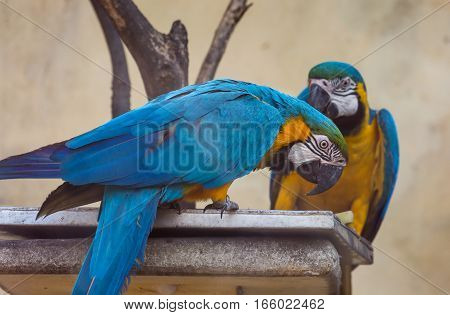 Yellow blue macaw birds eating food at a bird sanctuary in India.