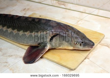 Sterlet fish lying on the kitchen table photo