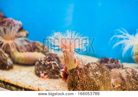Pink Tube Anemone At The Bottom Of The Aquarium On The Blue Background