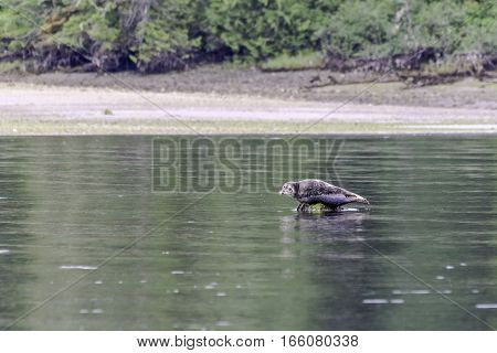 Seal hauled out on a rock in Clayoquot sound Tofino British Columbia