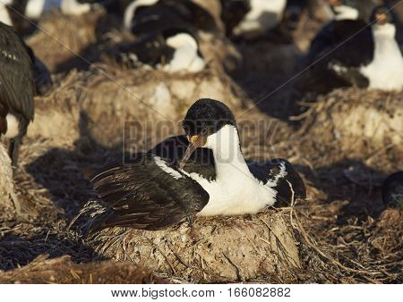 Nesting Imperial Shag (Phalacrocorax atriceps albiventer) on the edge of a large colony on Bleaker Island in the Falkland Islands
