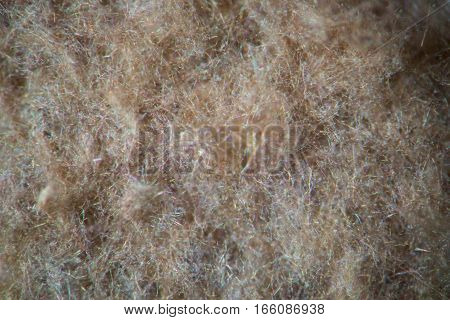 Body of puffball mushroom by microscope. Fungus Lycoperdon perlatum shaggy inner structure contains the volatile spores. Super macro